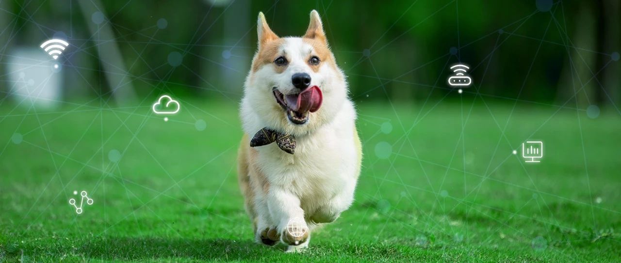 来见证 易彩堂app网络为乖宝集团打造的这张网